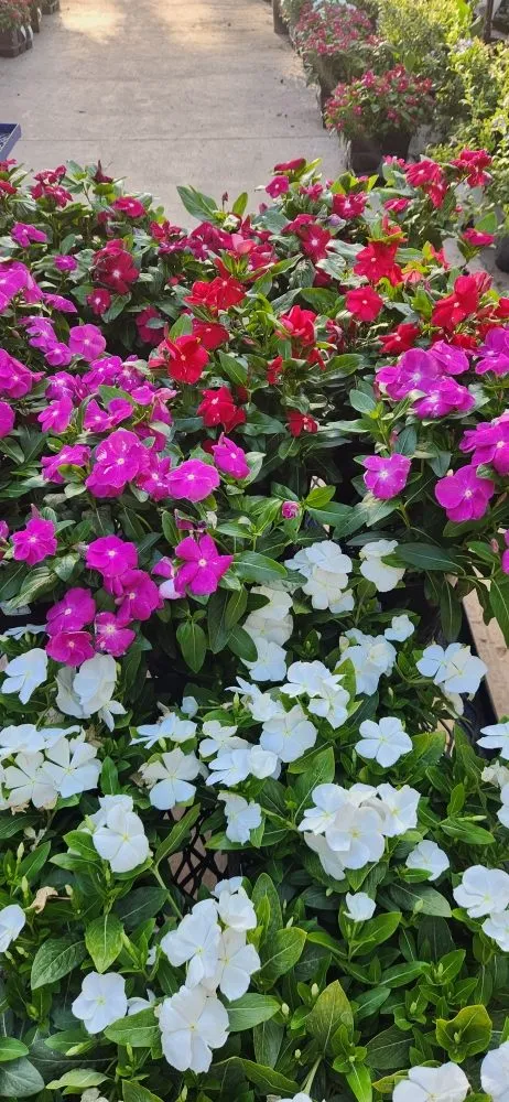 Top-rated garden landscaping experts serving Phoenix, AZ - Arnol's Lawn Services and Irrigation