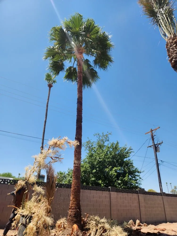 Expert landscape installation in Phoenix, AZ - Arnol's Lawn Services and Irrigation