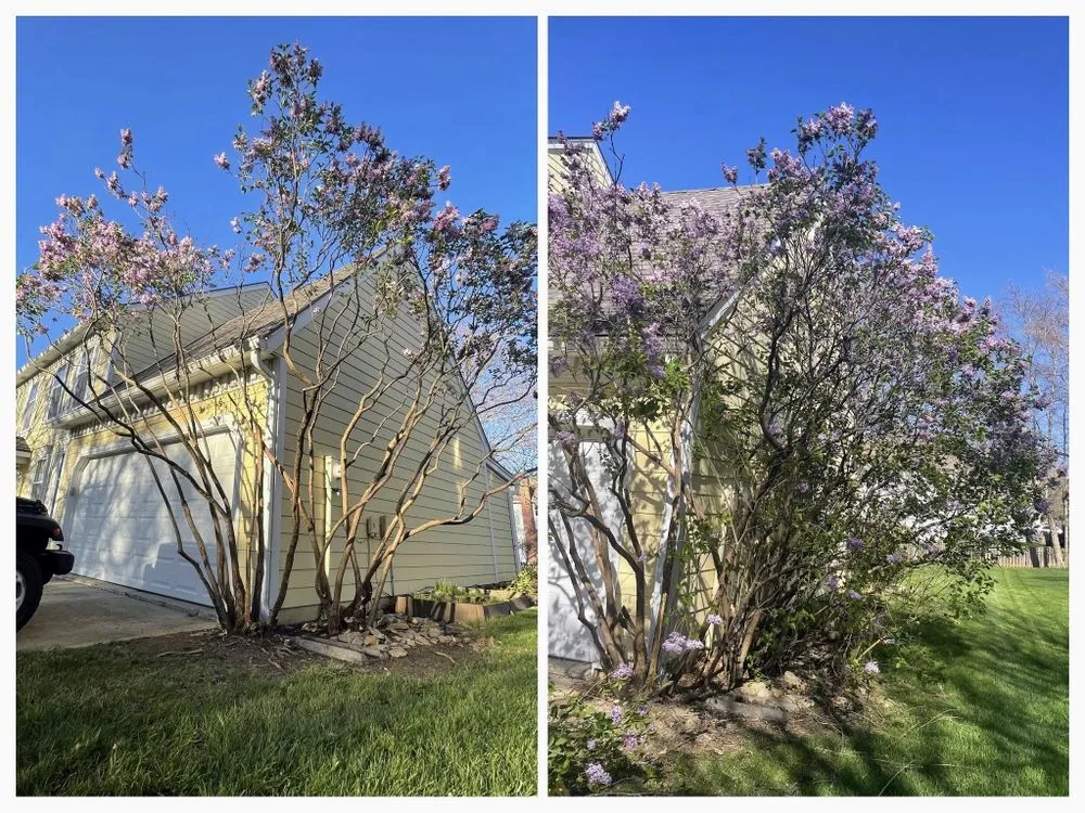 Custom landscaping services in Leawood, KS by Arntson Thē Arborist