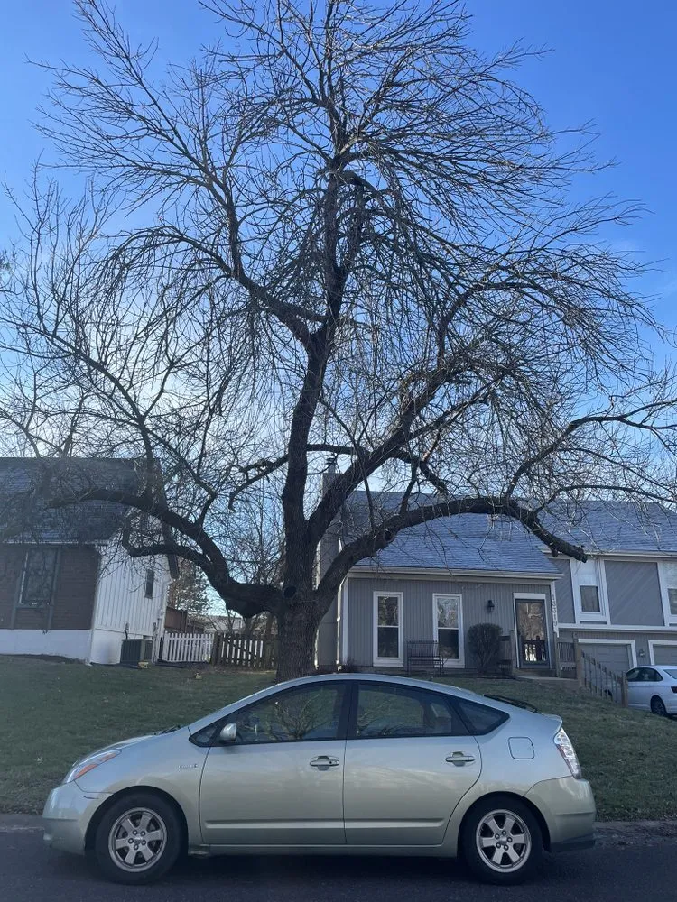 Professional yard cleanup service experts serving Leawood, KS - Arntson Thē Arborist