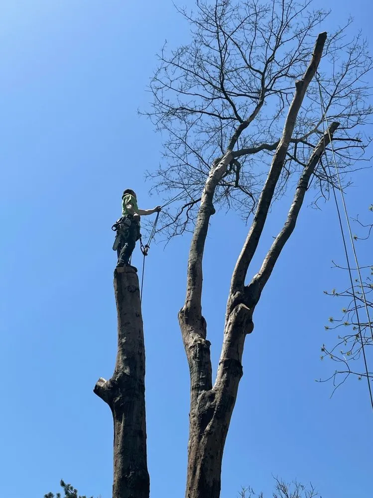 Trusted residential landscaping in Leawood, KS by Arntson Thē Arborist