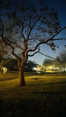 Arntson Thē Arborist