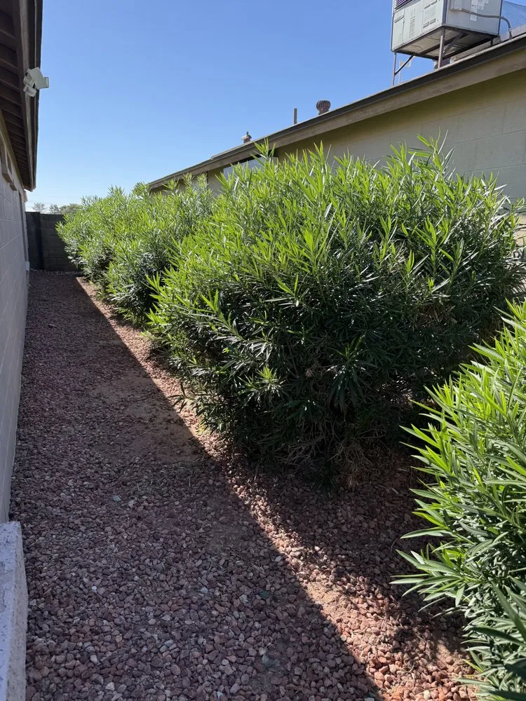 Expert outdoor landscaping for homes across El Mirage, AZ - ARO Landscape and Junk Removal