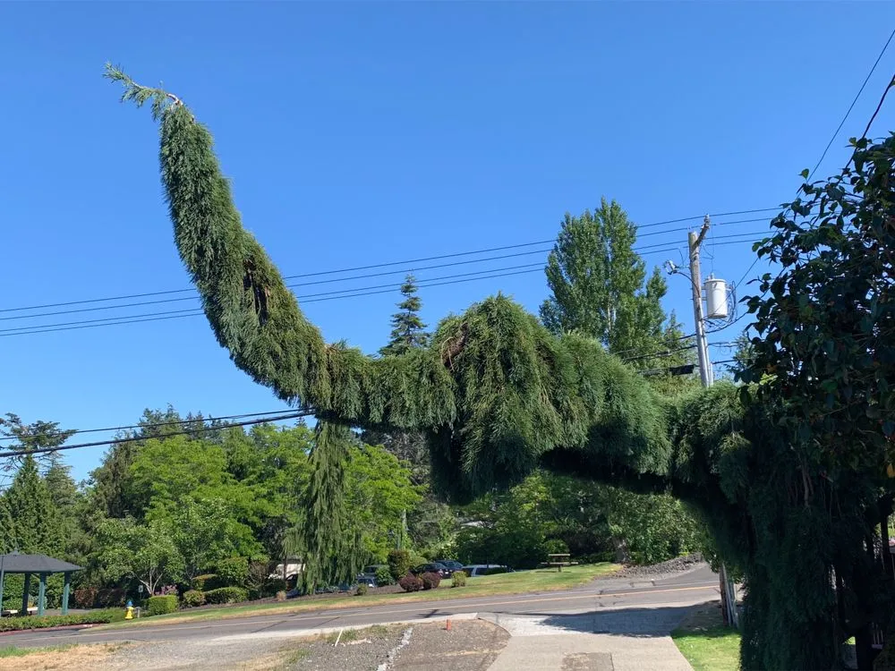 Expert landscaping services in Shelton, WA by Aroldo Matias Landscaping