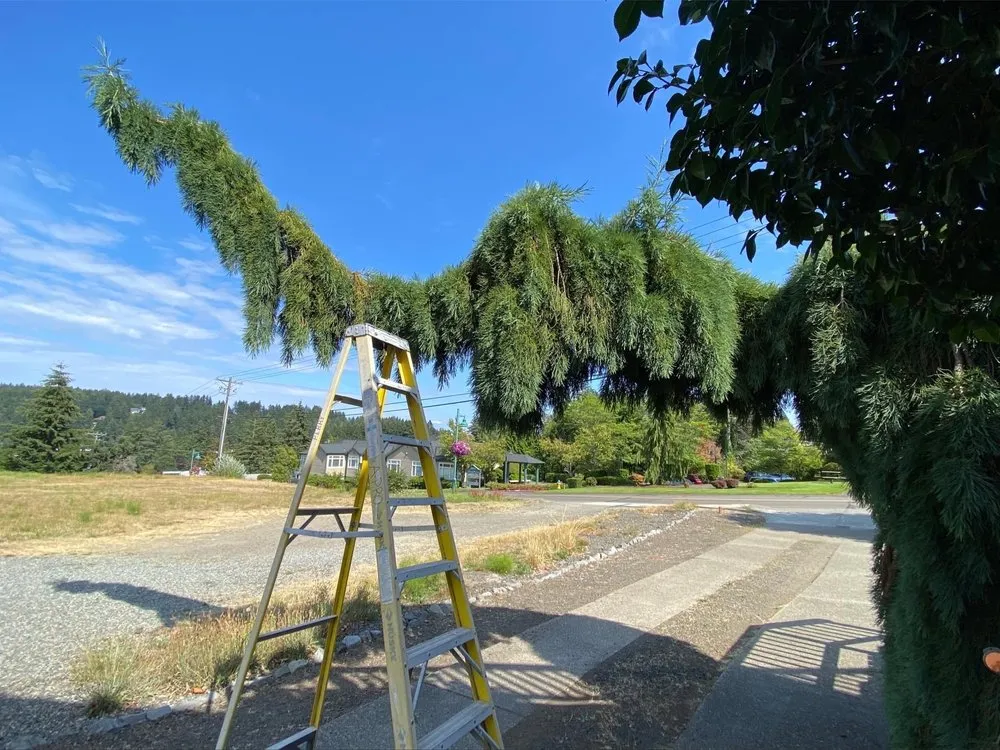 Top-rated residential landscaping for outdoor upgrades across Shelton, WA - Aroldo Matias Landscaping