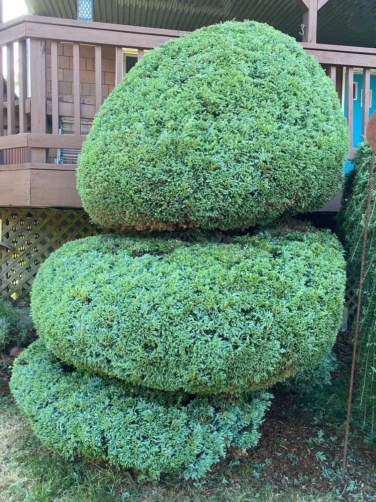 Reliable yard maintenance experts serving Shelton, WA - Aroldo Matias Landscaping