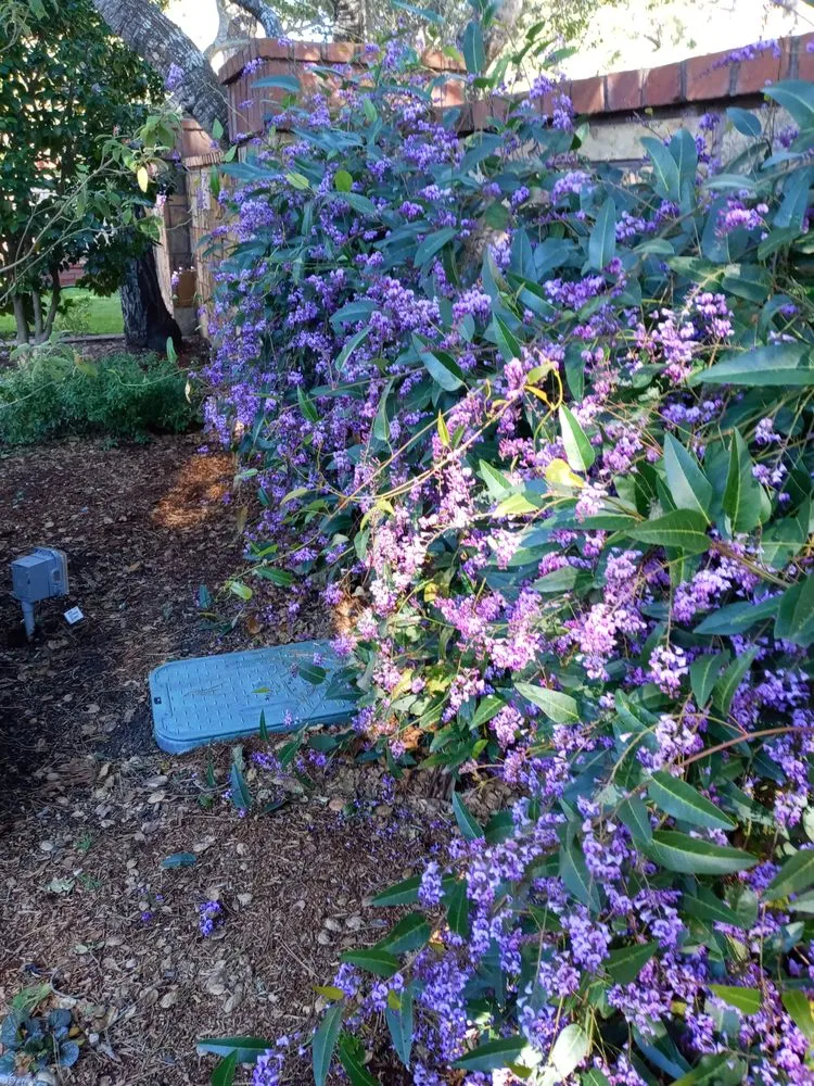 Professional garden landscaping in Aromas, CA by Aromas Garden Landscaping