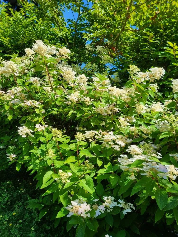 Top-rated outdoor landscaping for outdoor upgrades across Aromas, CA - Aromas Garden Landscaping