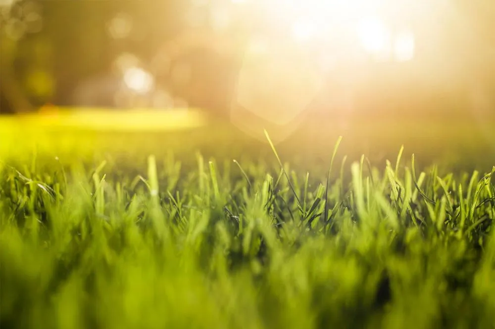 Professional lawn mowing service for homes in East Setauket, NY by Aronica Plant Health Care