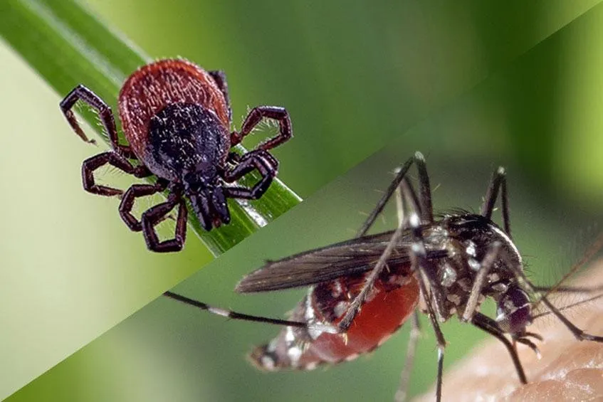 Custom yard maintenance in East Setauket, NY - Aronica Plant Health Care