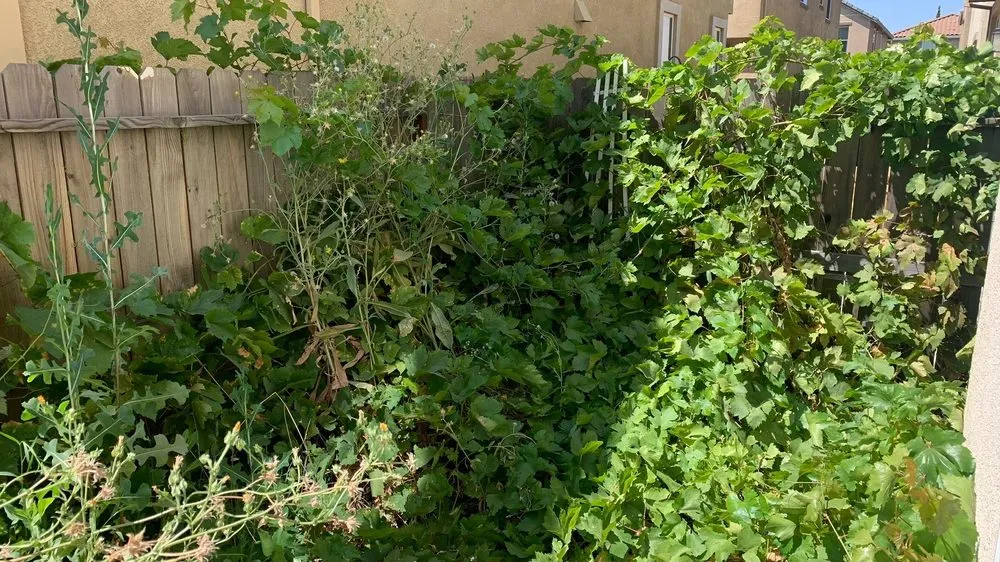 Professional landscape installation for outdoor upgrades across Auburn, CA - Aronson Landscape