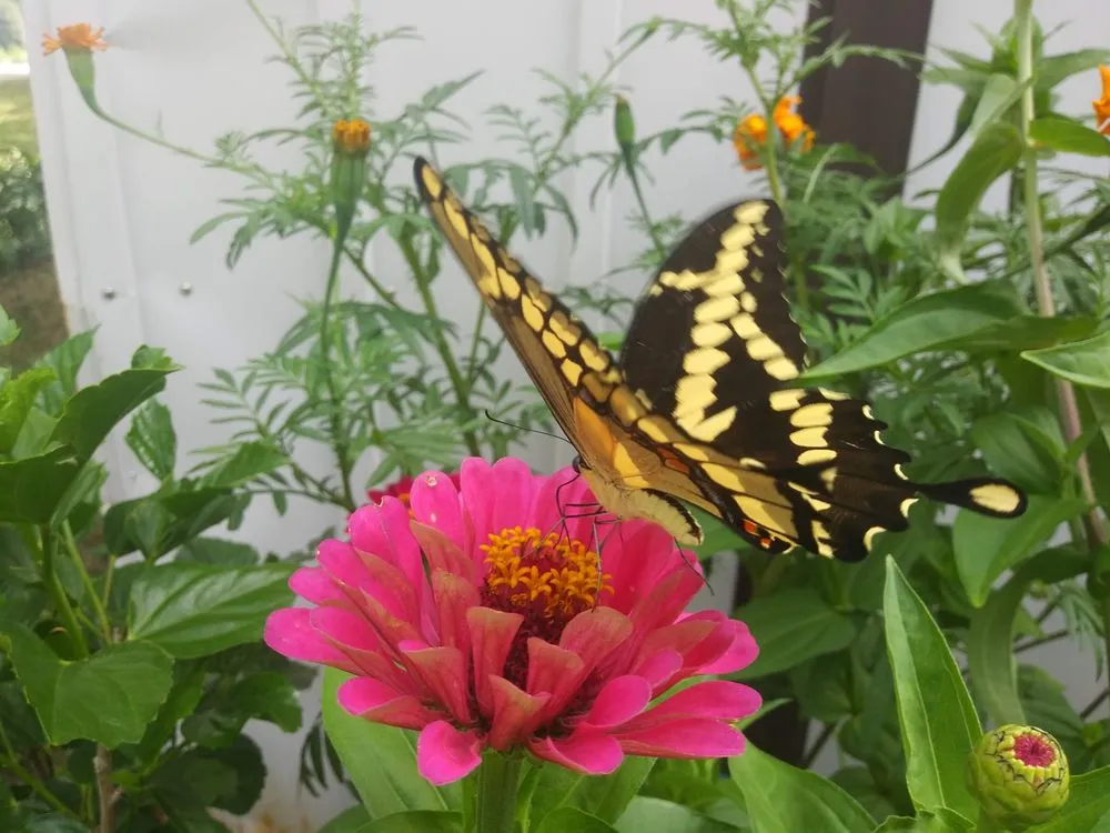 Reliable lawn care service experts serving Ann Arbor, MI - Around the Corner Lawn Care and Gardening - Ann Arbor