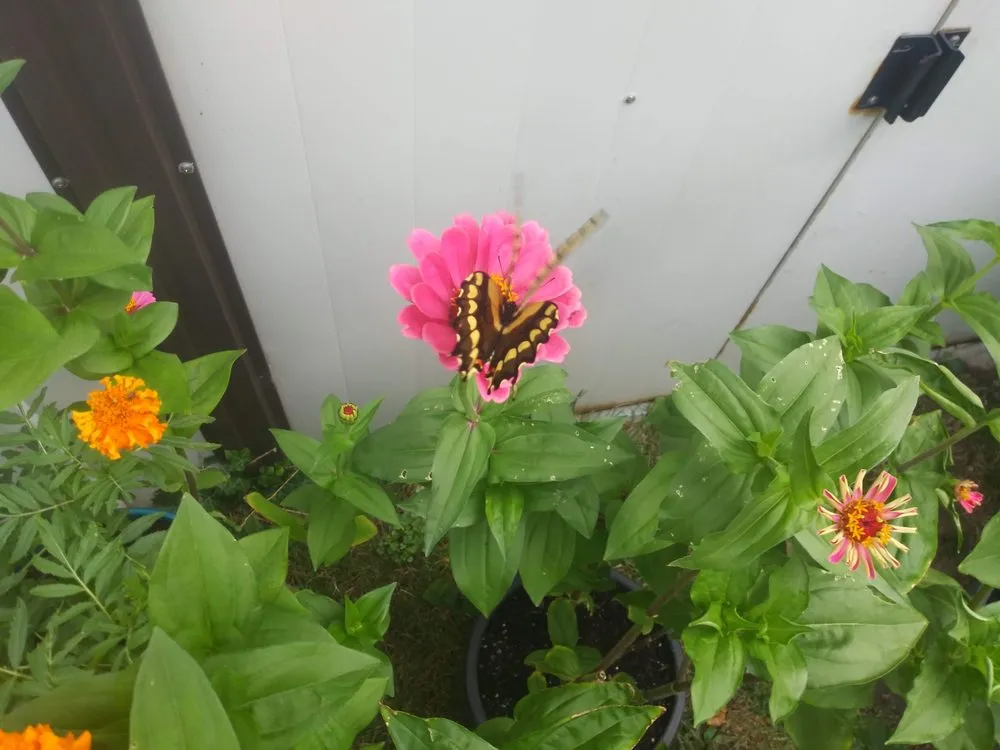 Affordable residential landscaping in Ann Arbor, MI by Around the Corner Lawn Care and Gardening - Ann Arbor