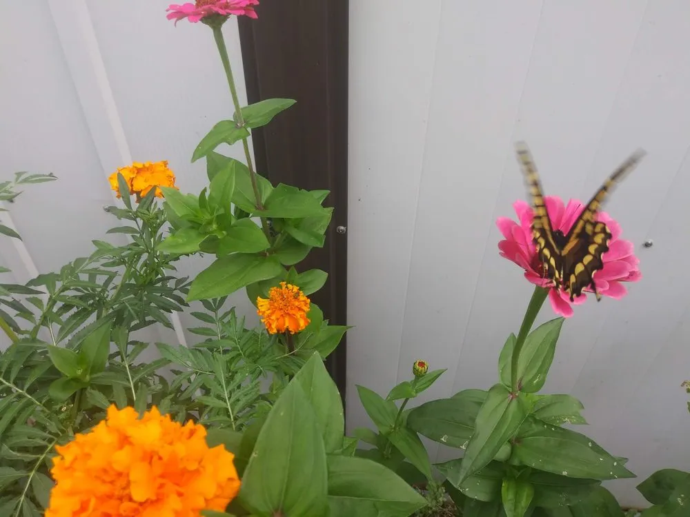 Expert yard maintenance for beautiful yards in Ann Arbor, MI by Around the Corner Lawn Care and Gardening - Ann Arbor