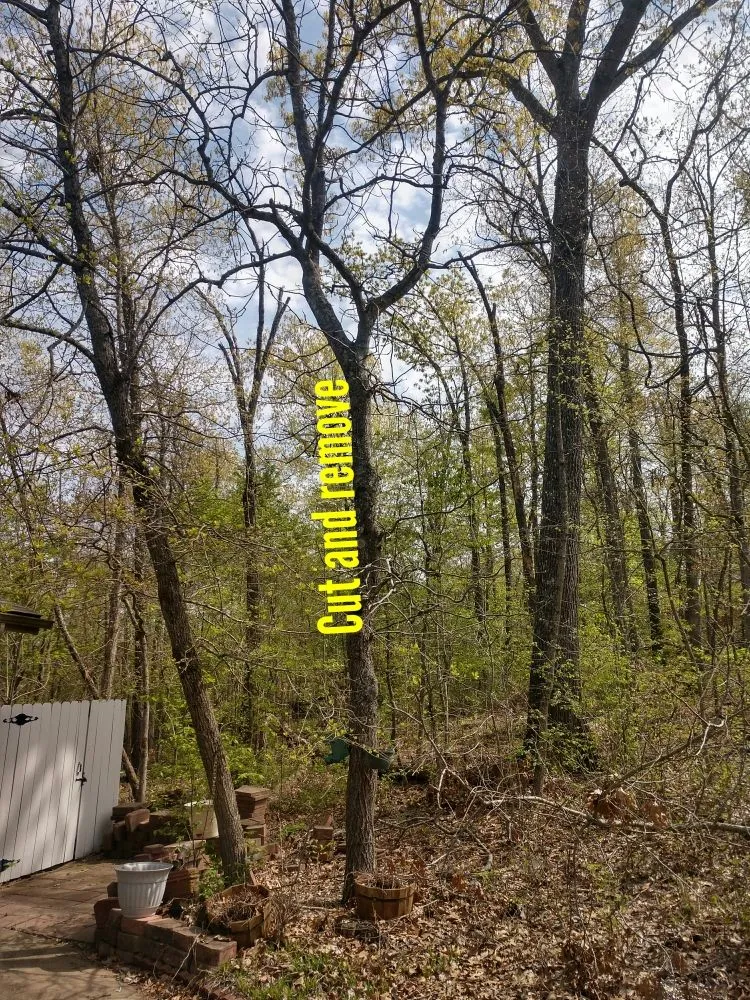 Expert lawn care service in Bentonville, AR - Around the House NWA