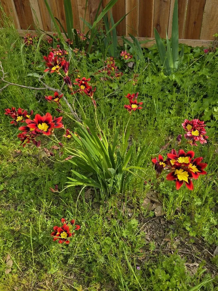 Reliable lawn mowing service experts serving Lodi, CA - ARP Landscaping