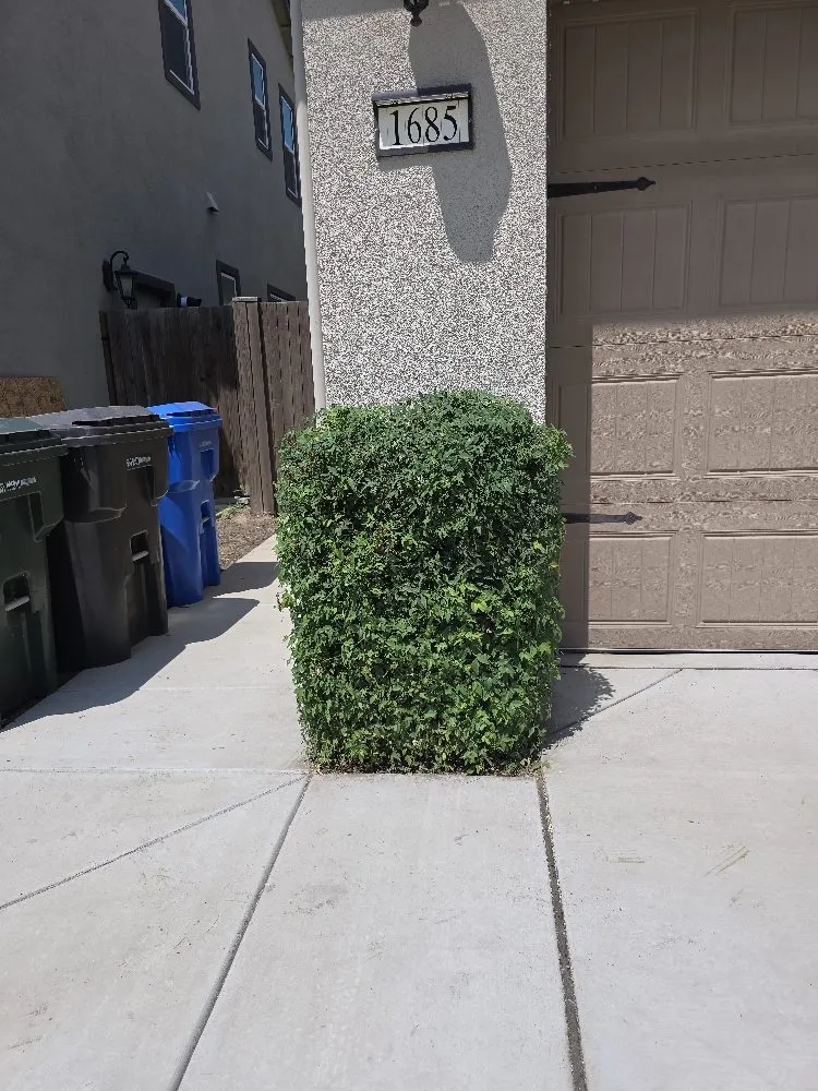 Expert lawn care service experts serving Lodi, CA - ARP Landscaping