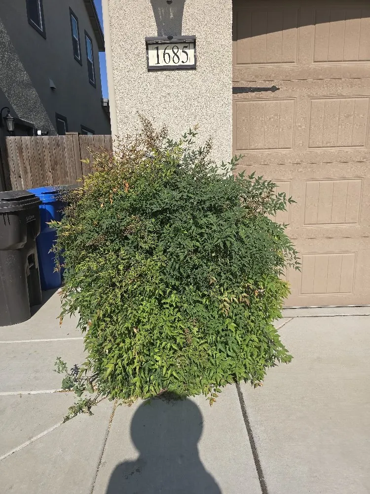 Local outdoor landscaping for year-round maintenance in Lodi, CA by ARP Landscaping