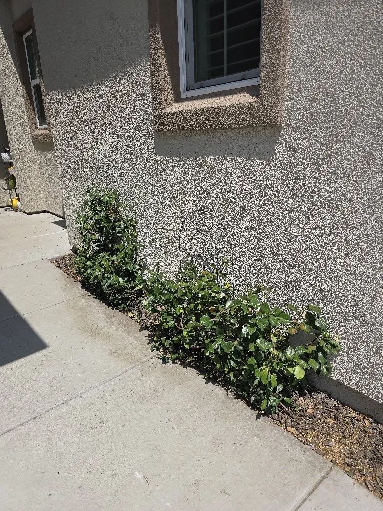 Professional landscape design experts serving Lodi, CA - ARP Landscaping