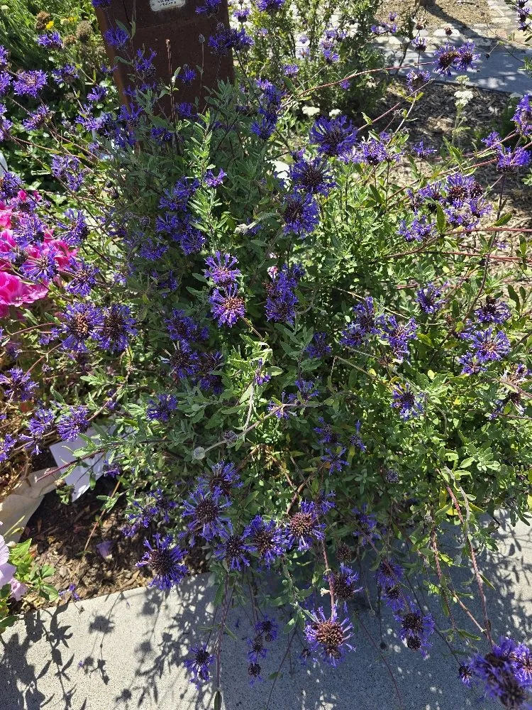 Trusted lawn care service for year-round maintenance across Lodi, CA - ARP Landscaping