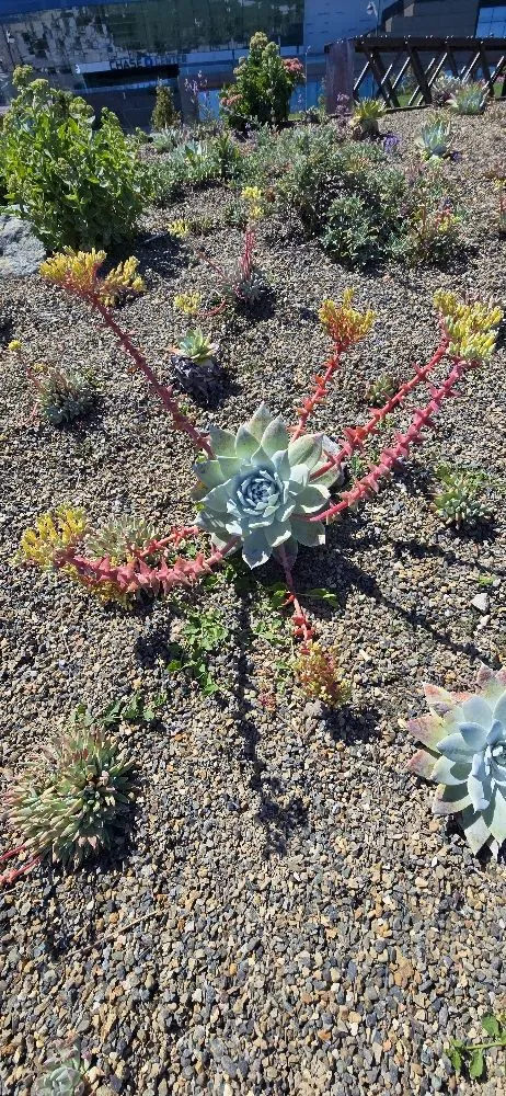 Top-rated yard maintenance in Lodi, CA - ARP Landscaping