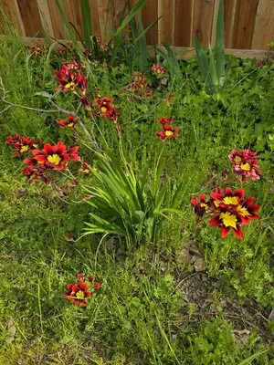 ARP Landscaping Logo