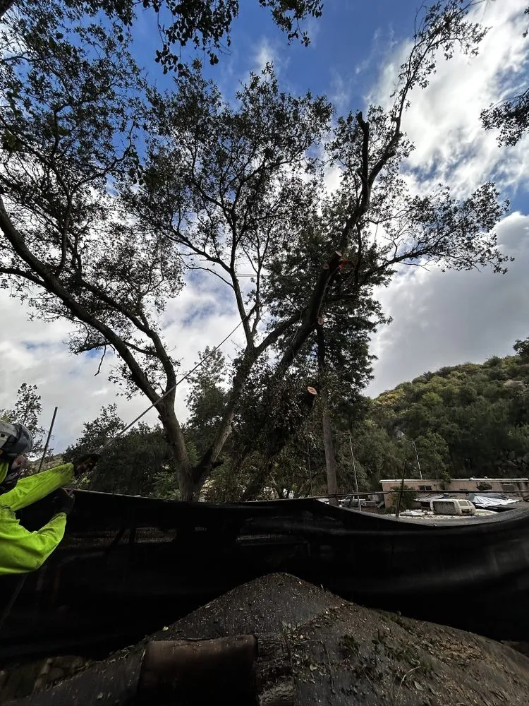 Affordable landscape installation for year-round maintenance in Escondido, CA by Arpo Tree Service