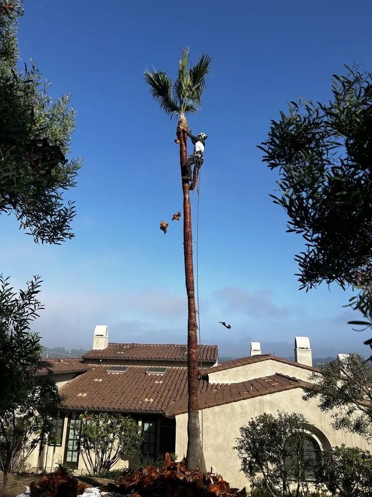 Reliable landscape design for residential properties across Escondido, CA - Arpo Tree Service