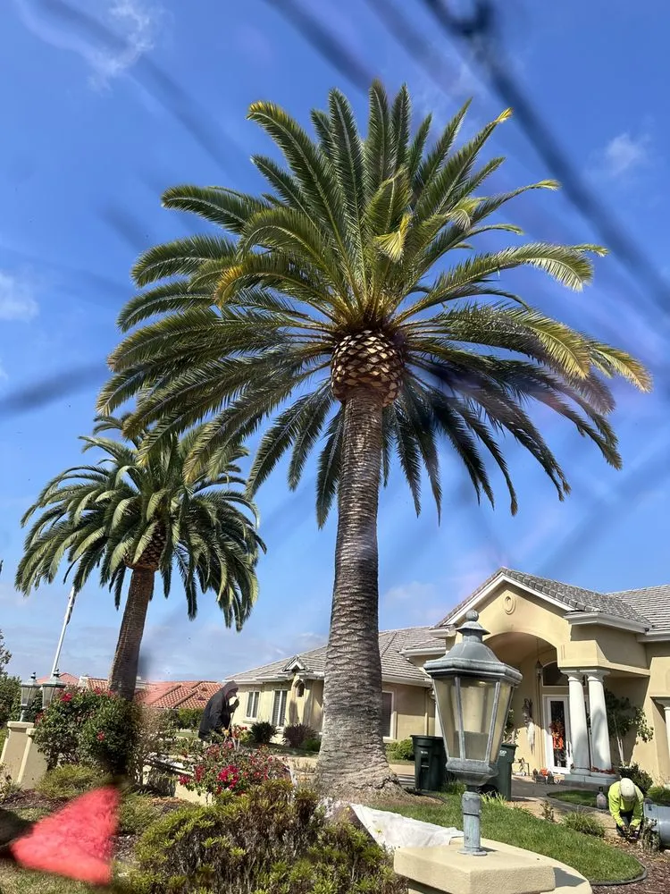 Trusted outdoor landscaping in Escondido, CA - Arpo Tree Service