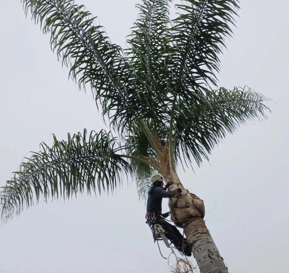 Local garden landscaping in Escondido, CA by Arpo Tree Service