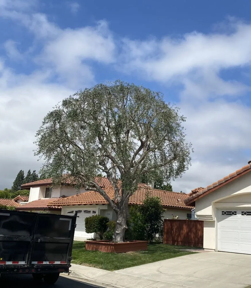 Custom lawn mowing service for outdoor upgrades across Escondido, CA - Arpo Tree Service