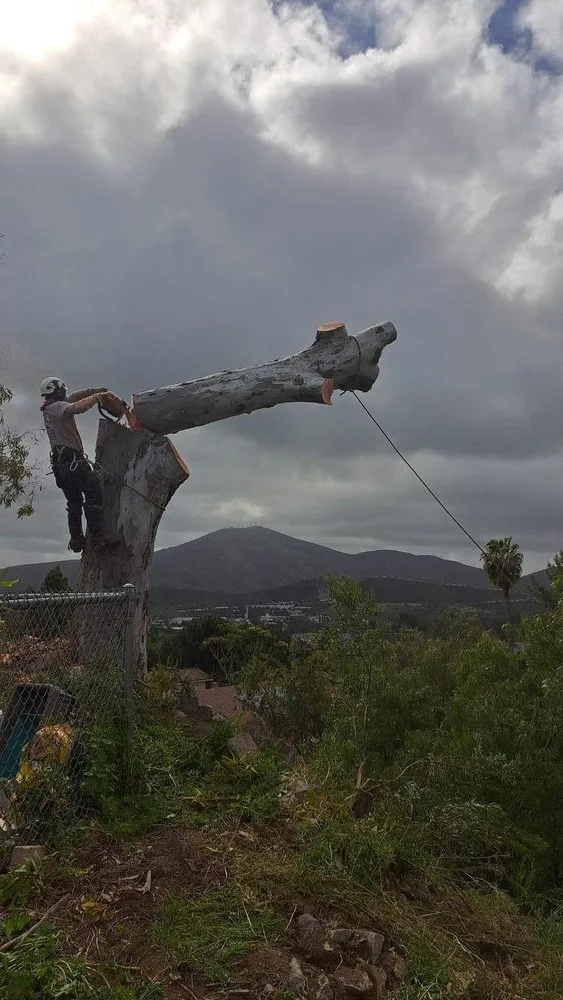 Affordable outdoor landscaping in Escondido, CA by Arpo Tree Service