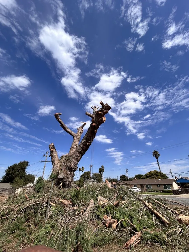 Professional lawn mowing service for year-round maintenance across Escondido, CA - Arpo Tree Service