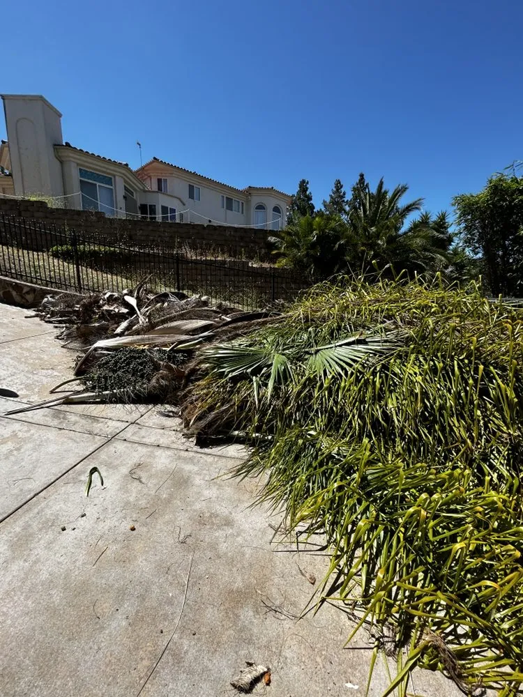 Expert yard cleanup service for beautiful yards in Escondido, CA by Arpo Tree Service