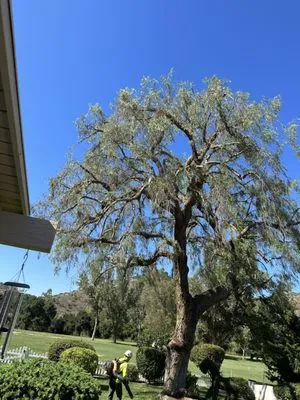 Arpo Tree Service Logo