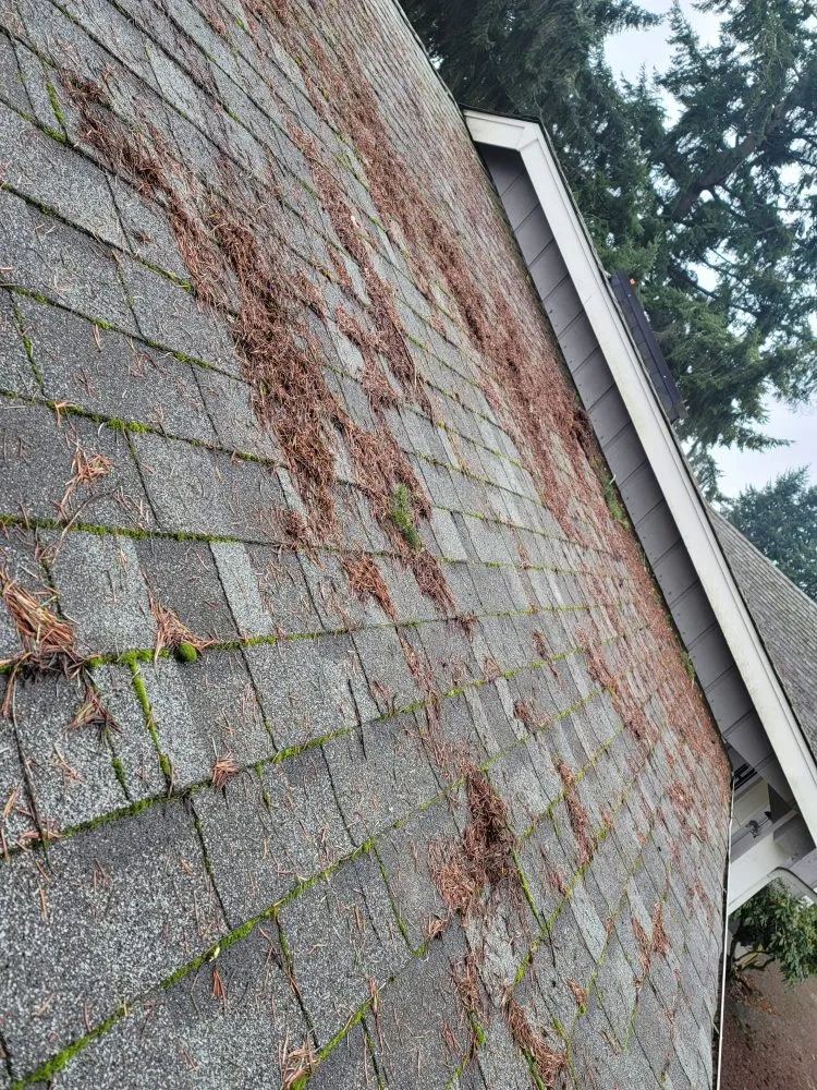 Top-rated yard cleanup service in Lacey, WA by AR&R Landscaping