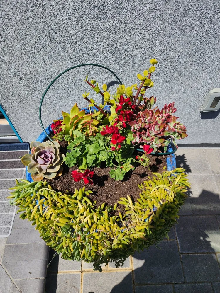 Top-rated landscape installation with custom design across San Clemente, CA - Arreola Landscaping