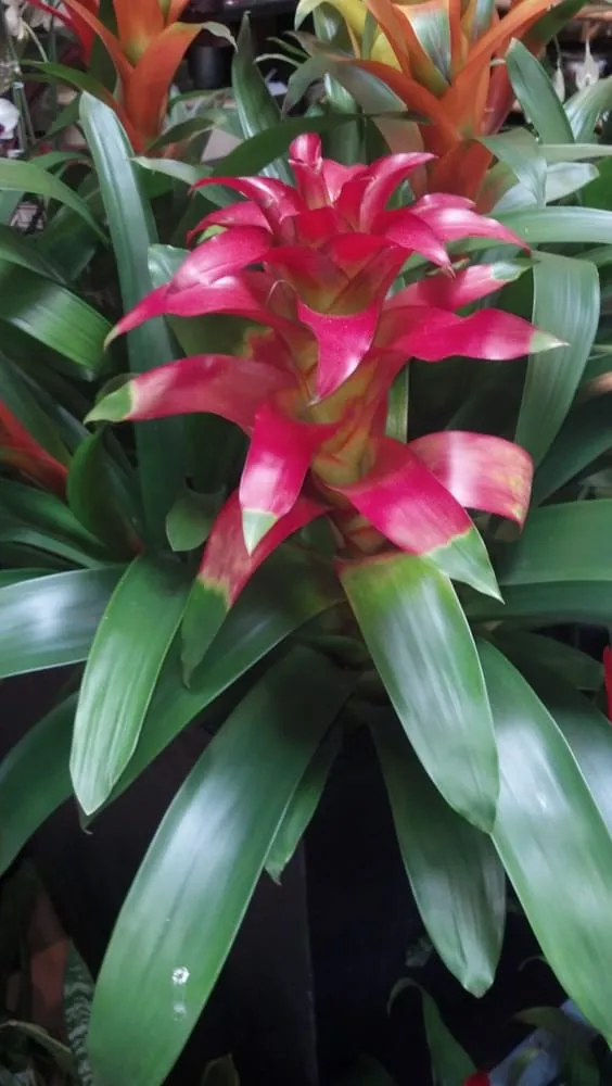 Affordable yard cleanup service for homes in Sacramento, CA by Arreola's Complete Landscape Service