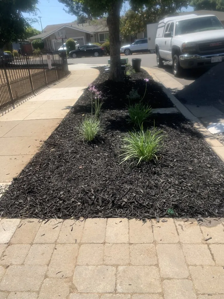 Trusted yard maintenance near you in Cupertino, CA by Arreola's Landscaping