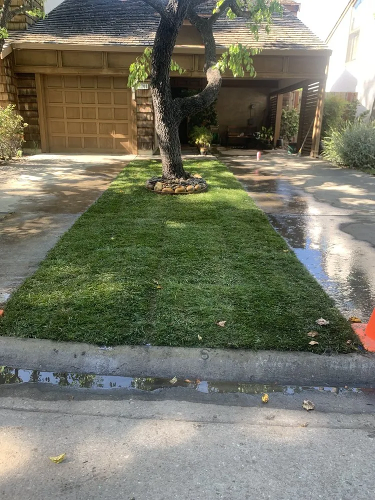 Reliable lawn care service experts serving Cupertino, CA - Arreola's Landscaping
