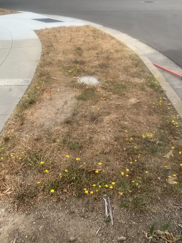 Expert lawn care service experts serving Cupertino, CA - Arreola's Landscaping