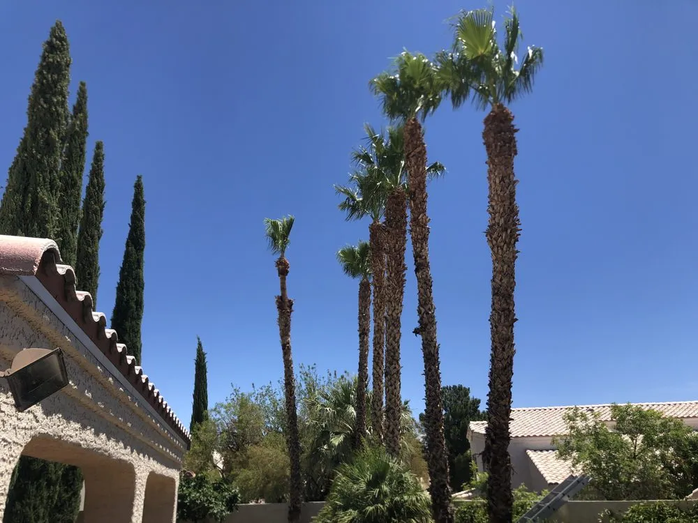 Professional lawn care service for beautiful yards in North Las Vegas, NV by Arriaga's Lawn Service