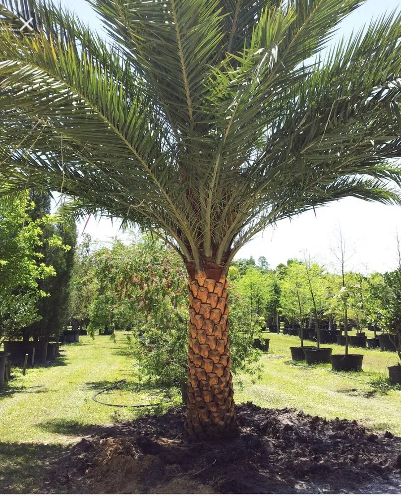 Affordable lawn mowing service in Hialeah, FL - Arrieta Landscape