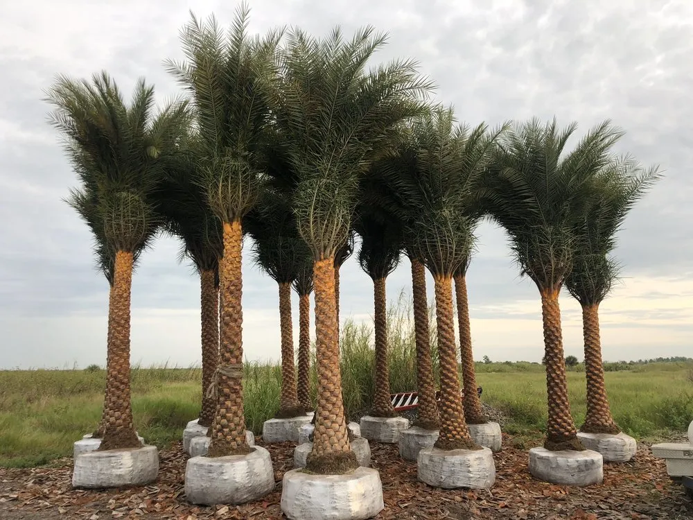 Trusted lawn mowing service in Hialeah, FL by Arrieta Landscape