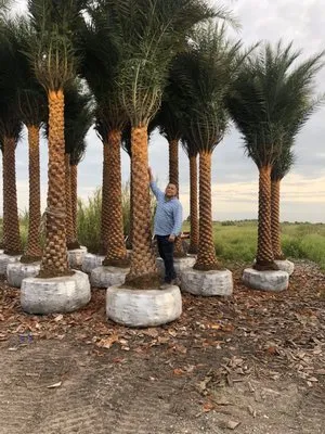 Arrieta Landscape Logo