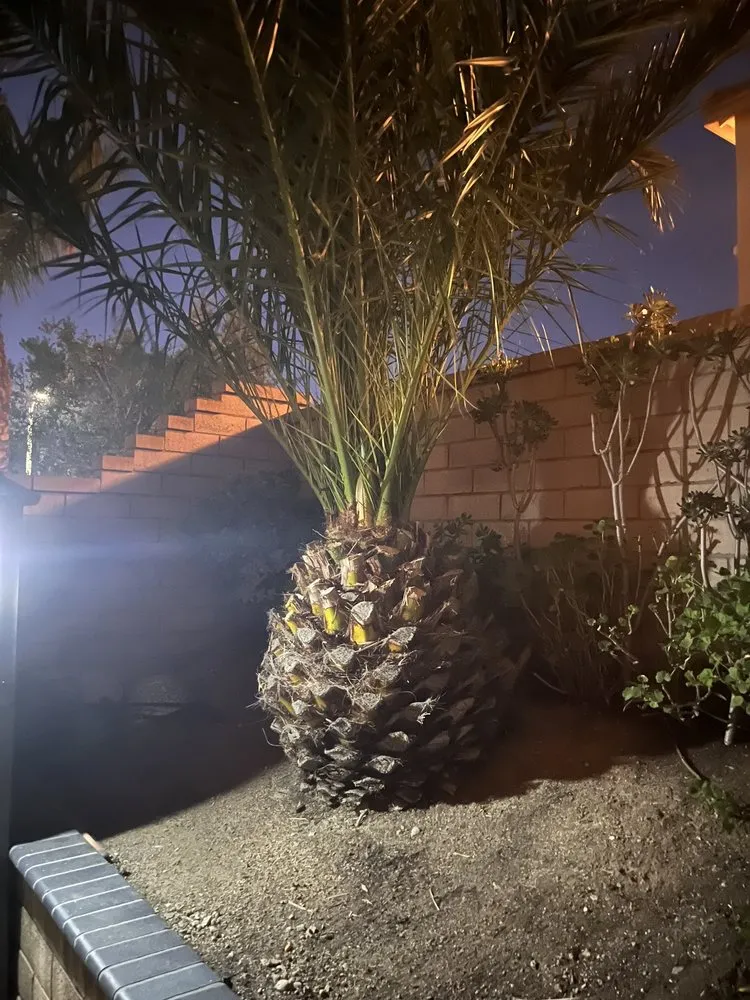 Expert yard maintenance experts serving San Bernardino, CA - Arrieta Landscape