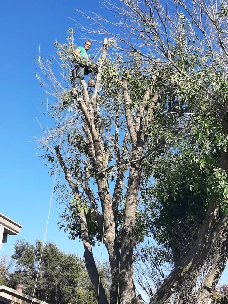 Top-rated garden landscaping in Newcastle, TX - Arringtons Landscaping and Tree Trimming