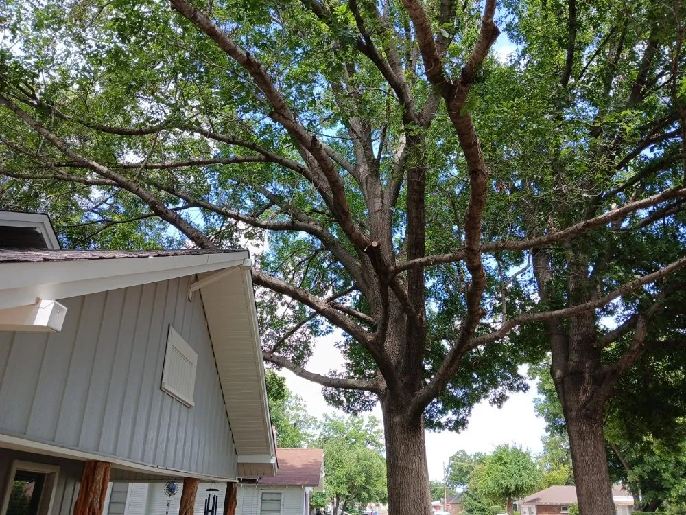 Affordable garden landscaping in Newcastle, TX by Arringtons Landscaping and Tree Trimming