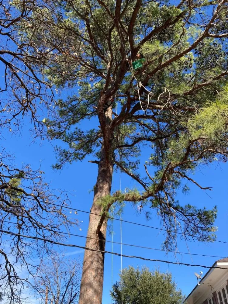 Top-rated garden landscaping near you in Newcastle, TX by Arringtons Landscaping and Tree Trimming