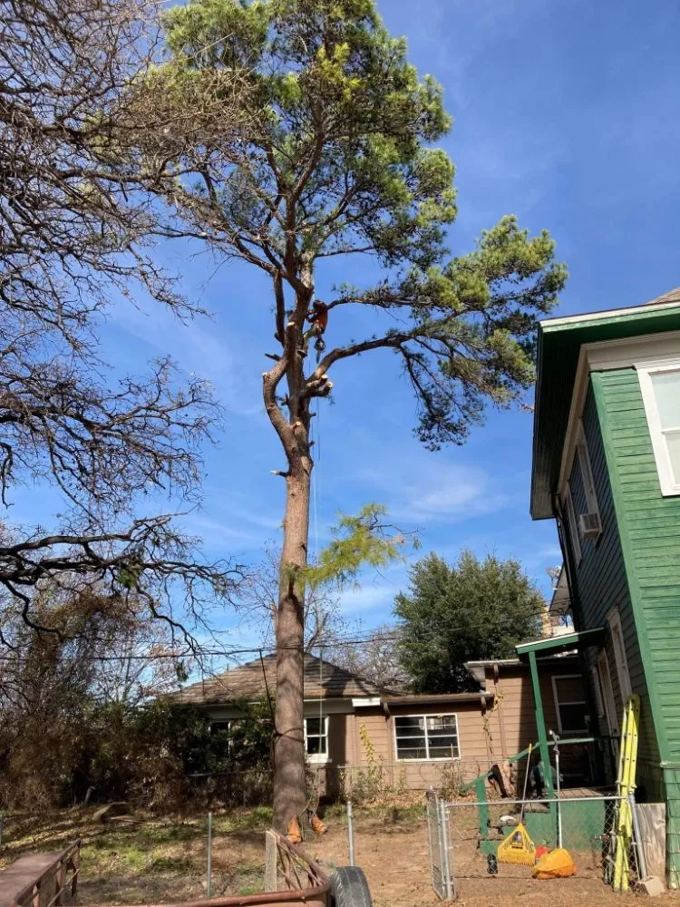 Expert landscaping services in Newcastle, TX by Arringtons Landscaping and Tree Trimming